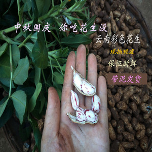 云南露天新鲜应季农家彩色水果花生现摘现发非转基因4斤包邮68元