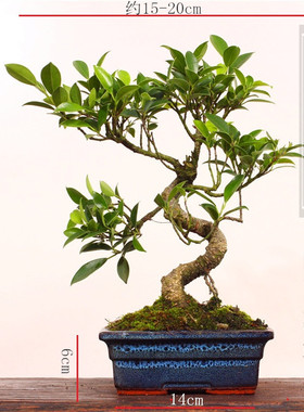 2025盆景台湾虎皮齐根榕树盆景盆景结果绿植室内好杨耐干植物
