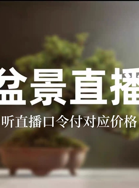 2025一物一拍榔榆福建茶雀梅榆树女贞金豆山桔老桩造型盆景室内植