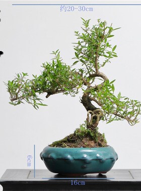 新品盆景 悬崖游龙吊枝六月雪满天星盆栽植物开花四季青