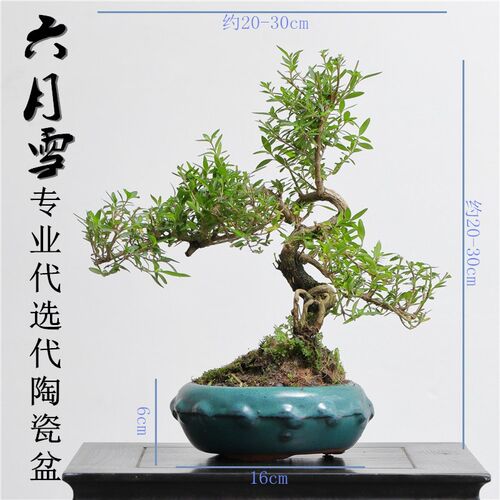 新品盆景 悬崖游龙吊枝六月雪满天星盆栽植物开花四季青