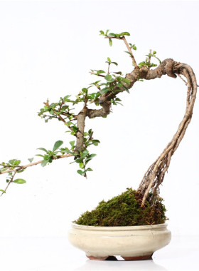 中叶福建茶盆景高提根可附石造型禅意茶馆绿植四季青开花植物盆栽