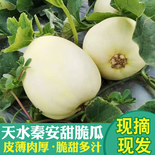 天水秦安脆瓜当季新鲜甜脆瓜新鲜水果小香瓜头茬甜瓜白皮蜜瓜