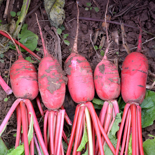 红皮白心萝卜5斤装 东北大红萝卜新鲜胭脂红萝卜农家水果红萝卜