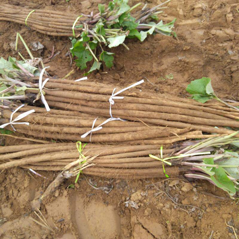 新鲜牛蒡牛蒡根牛膀牛旁牛蒡茶原料农家自种新鲜蔬菜现拨发货5斤