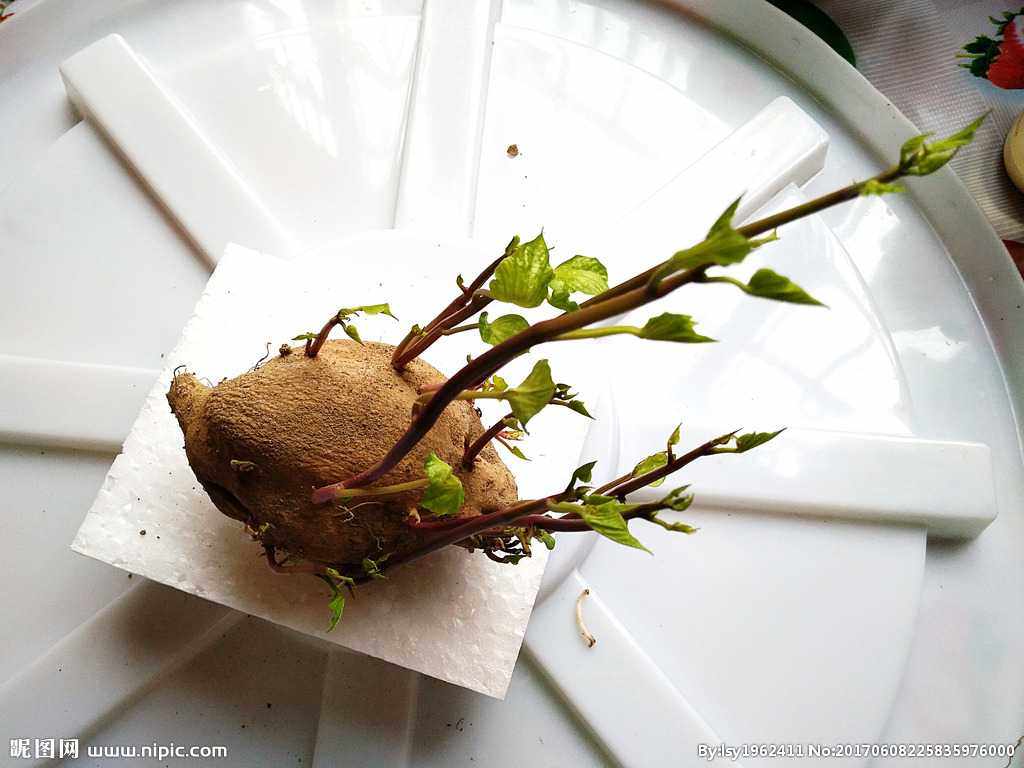 发芽红薯番薯地瓜苗水培蔬菜土培植物盆景阳台观赏吃叶子幼儿园用