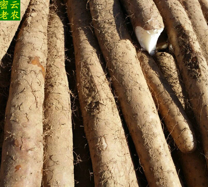 北京密云山区种植新鲜毛山药粗山药鲜蔬菜产地直发食用农产品一斤