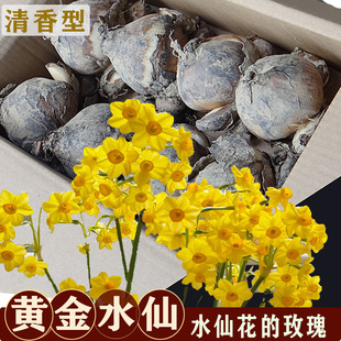 黄色金水仙花种球多花黄花清香型春季开花水培土培都可栽培