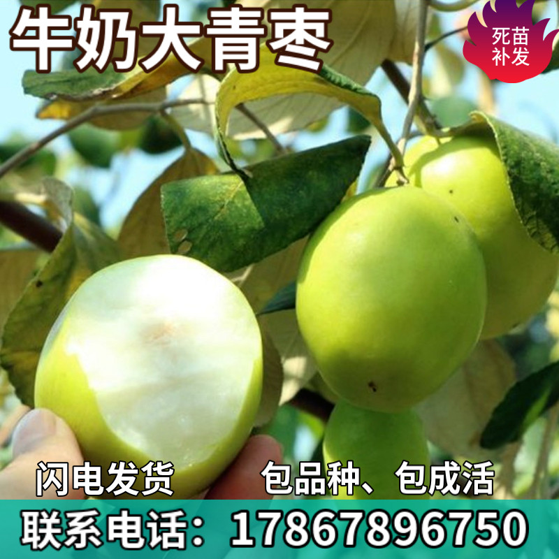 牛奶大青枣苗树特大嫁接活苗盆栽果苗南北方庭院地栽果树当年结果