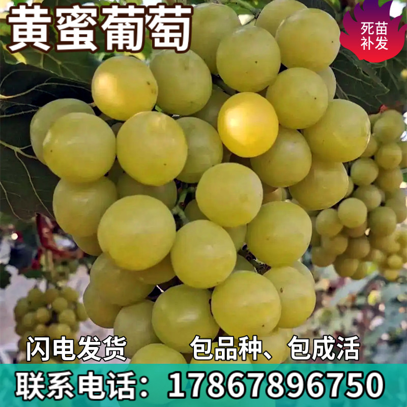 黄蜜葡萄果树苗庭院盆栽地栽无籽嫁接果树苗南方北方种植当年结果