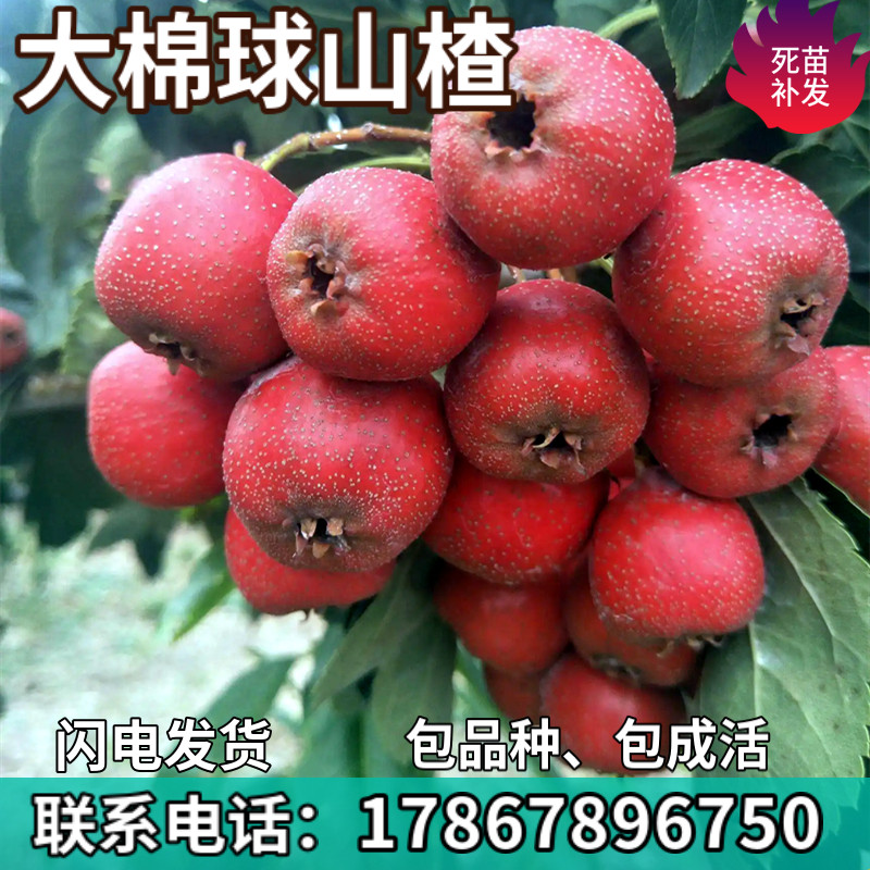 大棉球山楂树南北方庭院地栽盆栽种植活苗嫁接特大果树苗当年结果