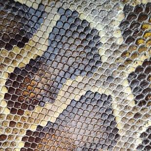 金花蟒皮 二胡蟒皮 三弦蒙皮 尾部脊背皮 民族乐器蒙皮