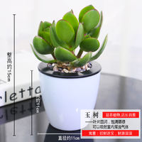Money tree, gardenia, pothos, asparagus fern, aloe vera, small potted flowers, office green plants, fresh flowers, hydroponic plants thumbnail 2