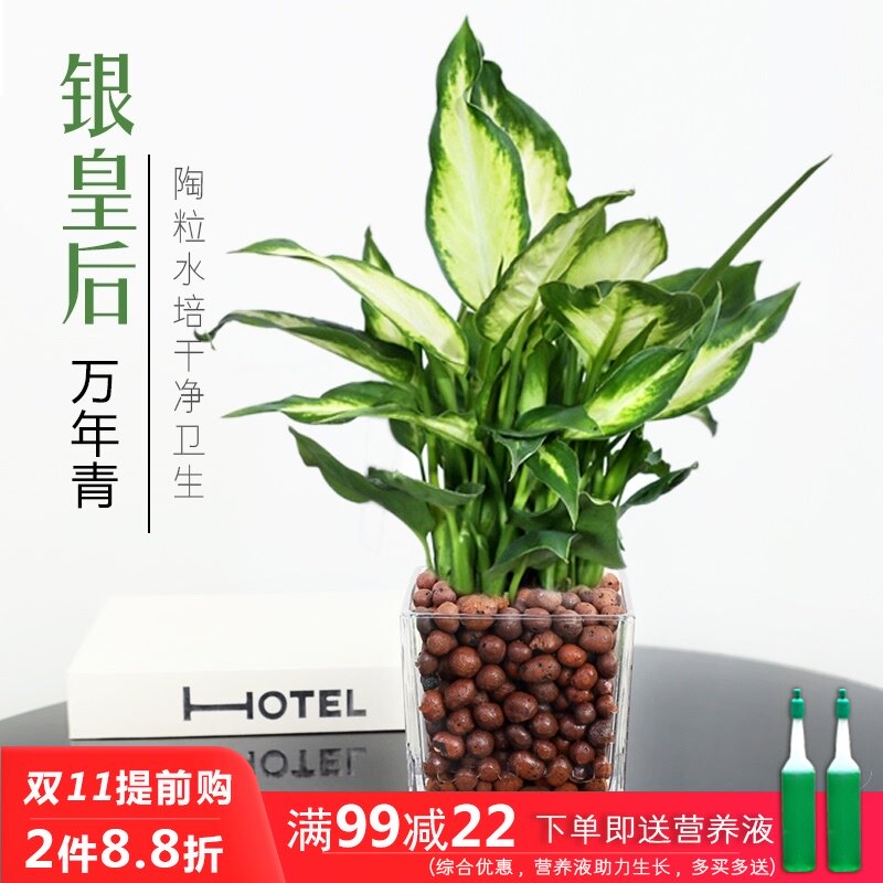 水万年青盆栽多少钱 水万年青盆栽优惠券免费领取 有条鱼