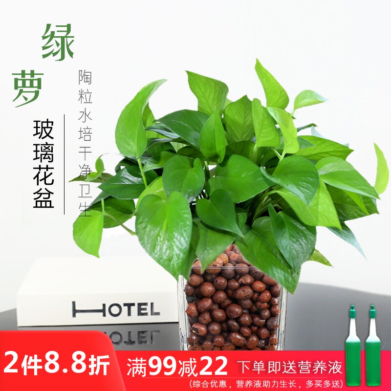 盆栽大型树苗室内客厅办公室平安树 价格 多少钱 优惠券 优惠信息 第页 购物没得比官网