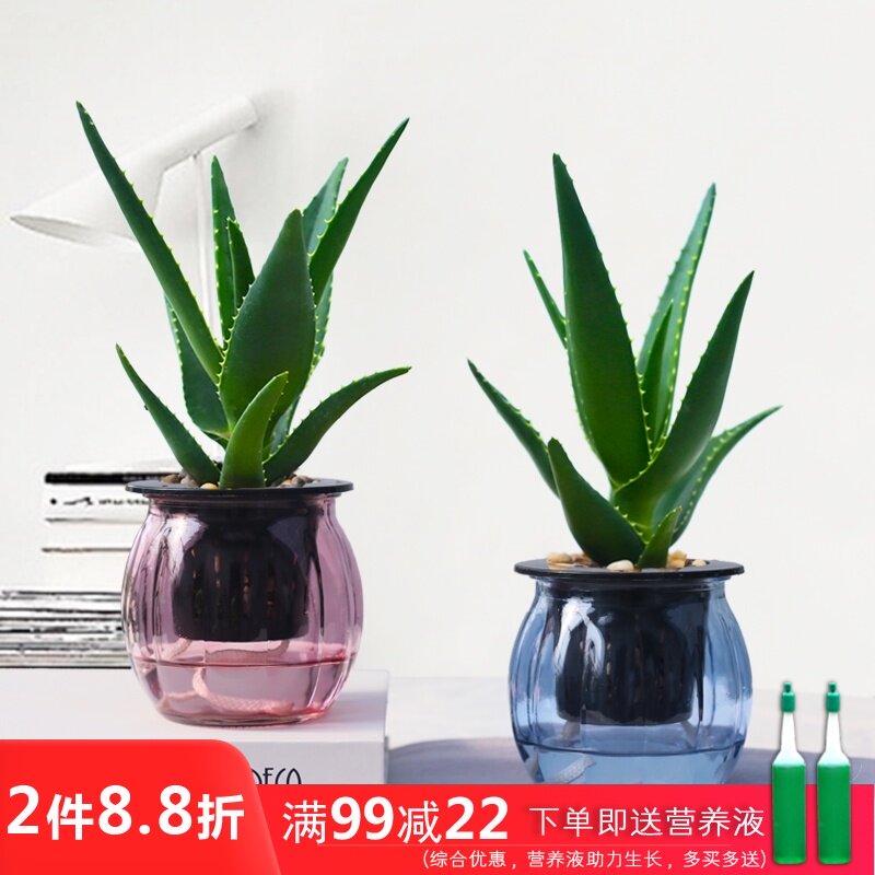 可食用芦荟盆栽 价格 怎么样 图片