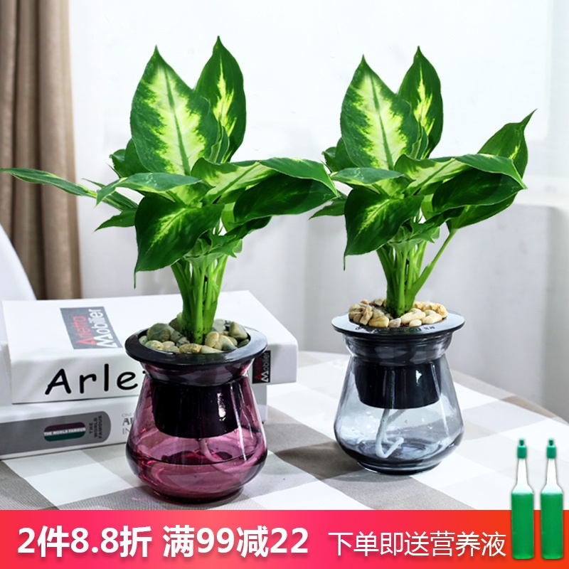 盆栽万年青价格 盆栽万年青图片 星期三 盆栽万年青价格 盆栽万年青图片 星期三