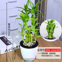 Money tree, gardenia, pothos, asparagus fern, aloe vera, small potted flowers, office green plants, fresh flowers, hydroponic plants thumbnail 7