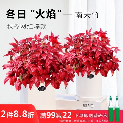 南天竹多少钱 南天竹价格 小麦优选