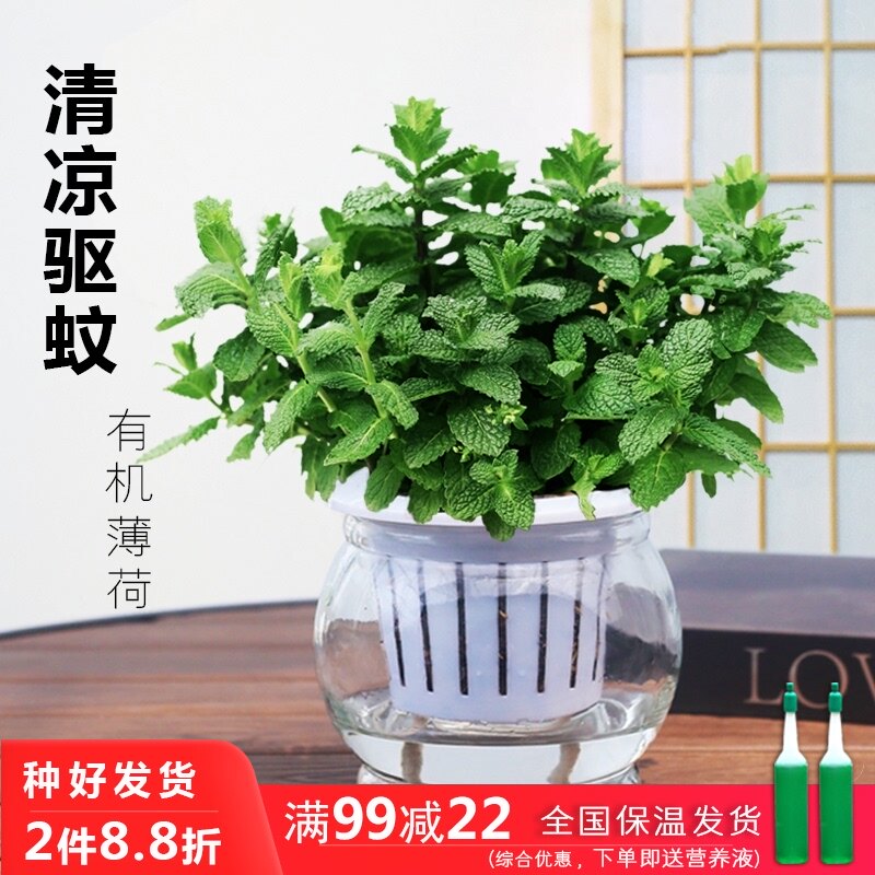 薄荷盆栽植物室内净化空气小盆栽 加厚玻璃盆 栽好发货 破损包赔 花与空间旗舰店 淘优券
