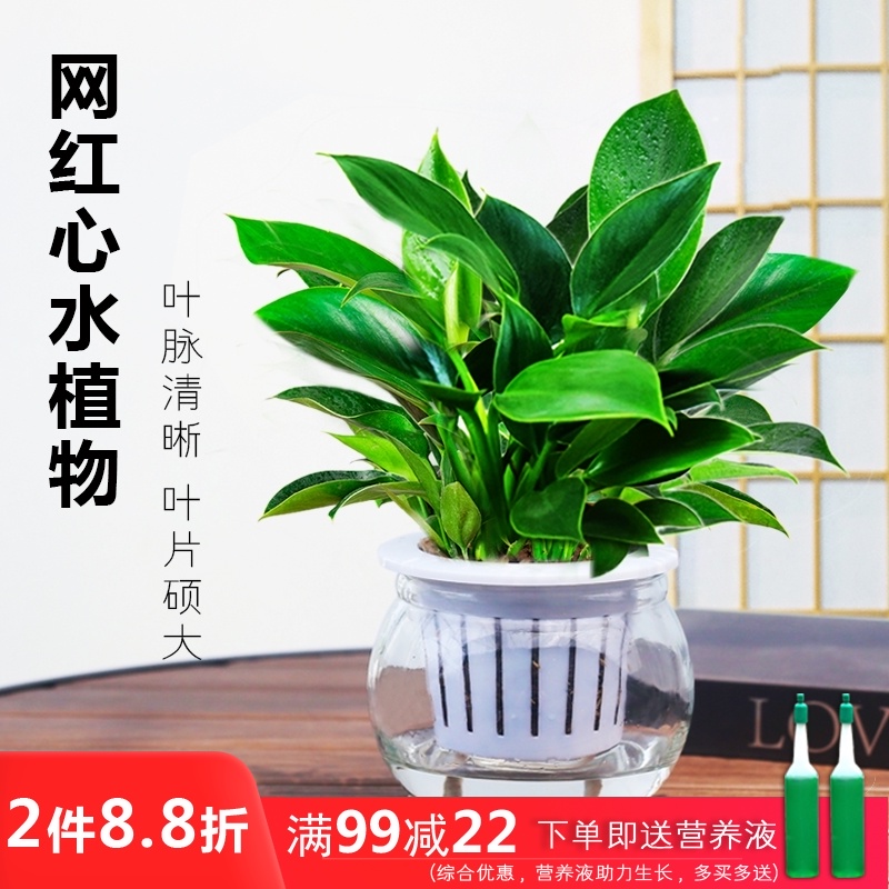 玻璃盆栽水培 价格 怎么样 图片