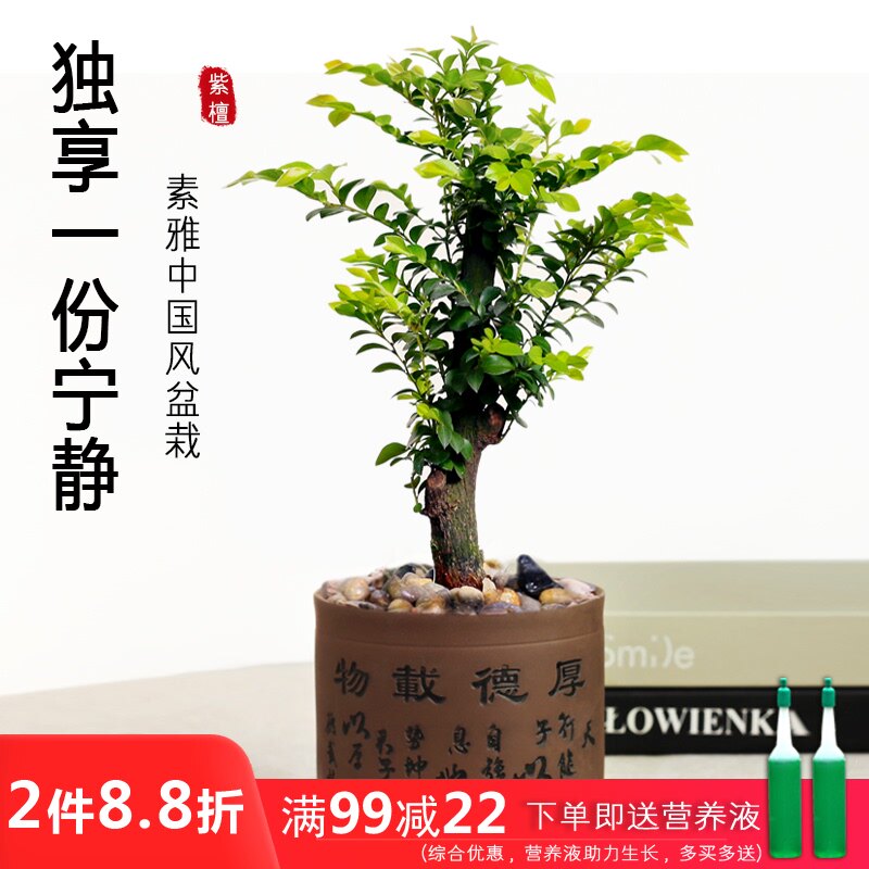 小紫檀盆景价格 小紫檀盆景图片 星期三