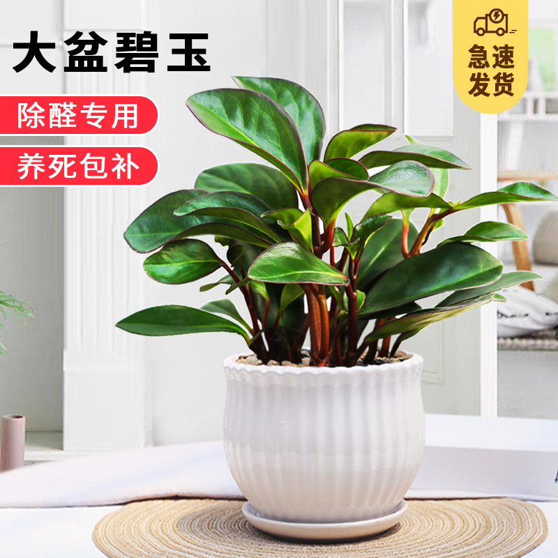 紫边碧玉植物电脑宝贝植物室内常绿盆栽办公室净化空气小绿植