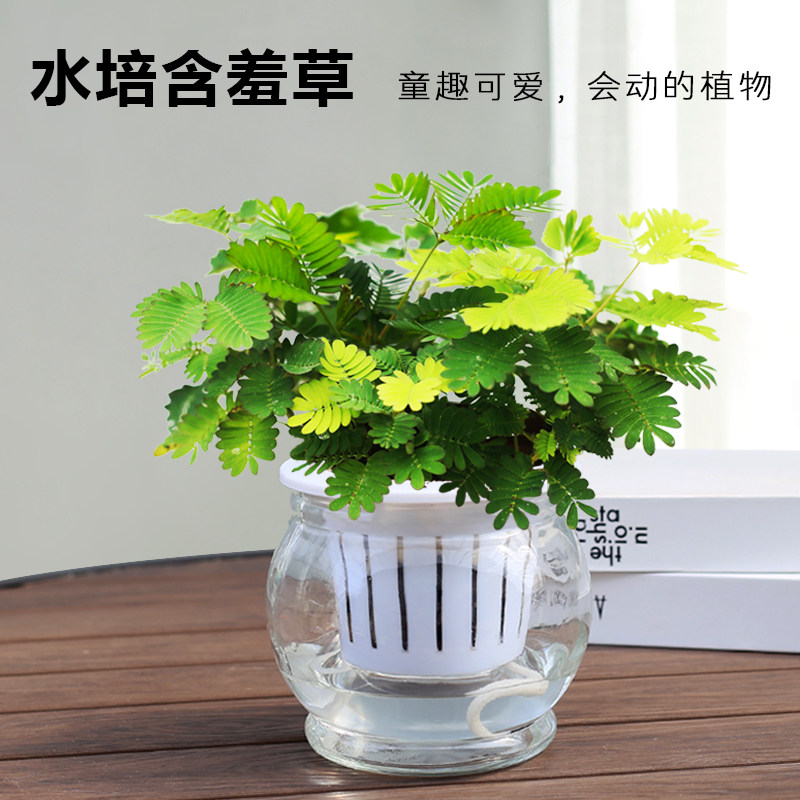含羞草盆栽植物室内趣味小四季绿植 精美加厚玻璃盆 栽好发货 破损包赔 花与空间旗舰店 淘优券