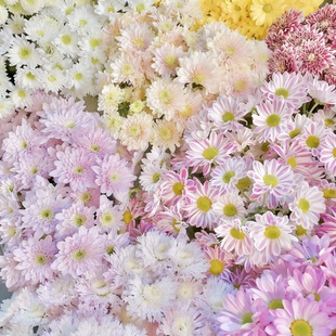 菊花小菊鲜花牡丹菊云南基地家用养水花鲜切采摘现发