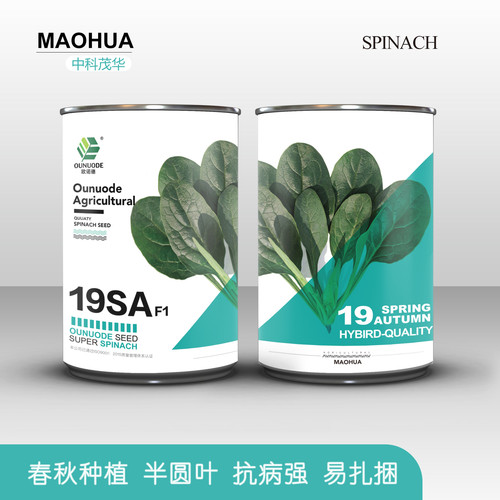 蔬菜种子杂交菠菜大叶四季