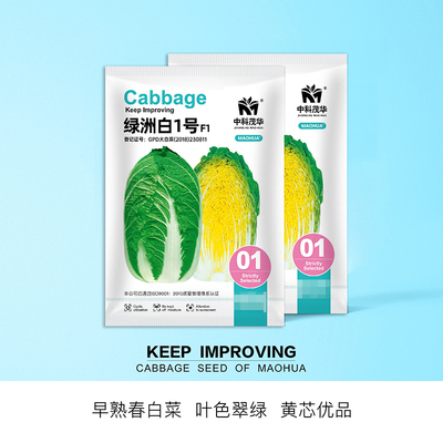 中科茂华春菊纯黄高品质不易白菜