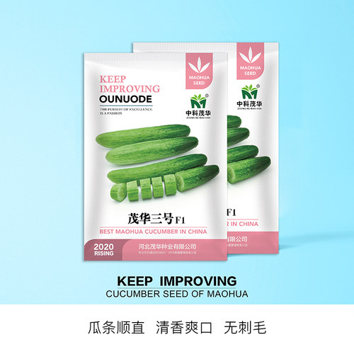 中科茂华黄瓜种子茂华三号旱黄瓜种籽雌系节节有瓜易管理高产