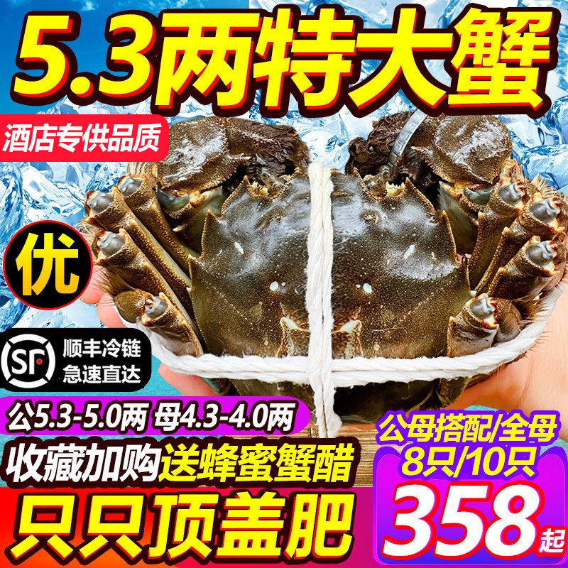 现货5.3大闸蟹鲜活螃蟹阳澄老马家10只超特大全母蟹湖鲜官方旗舰