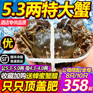 现货5.3大闸蟹鲜活螃蟹阳澄老马家10只超特大全母蟹湖鲜官方旗舰