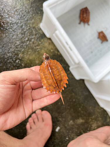 2026年自繁自产海南枫叶龟苗子新手宠物龟半水龟苗子情侣龟