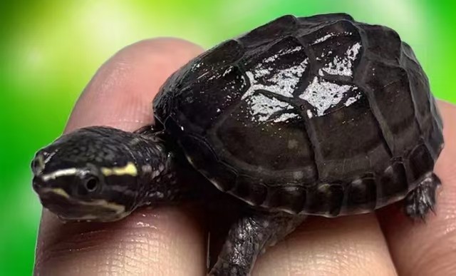 外塘观赏麝香龟苗活体蛋龟深水龟乌龟宠物迷你活物观赏龟好养可爱,宠物/宠物食品及用品,龟/鳖,淘宝优惠券,粉丝福利购,淘宝优惠卷