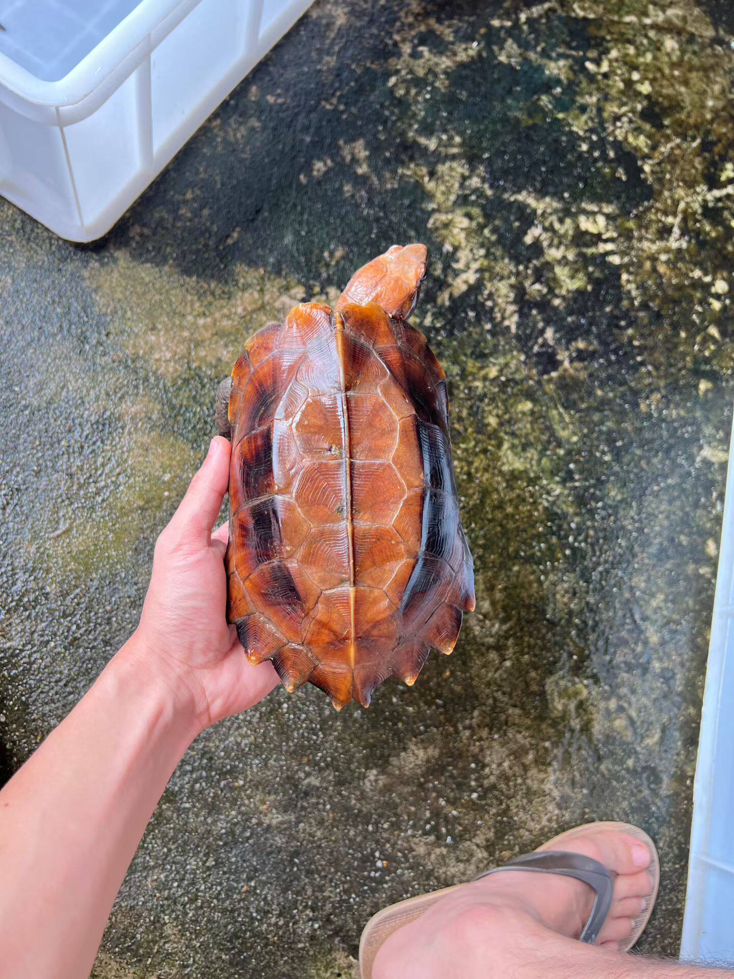 广西柳州桂北锯缘龟半水龟好养活龟/鳖