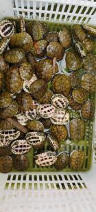 纯种皖系全品小青乌龟龟仔小宠物龟活物适合小观赏龟好养家养活体