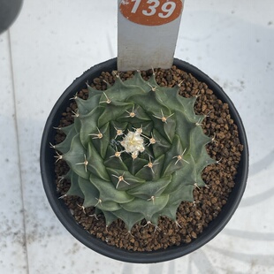 139实生帝冠带盆带土发货一物一拍5.8CM