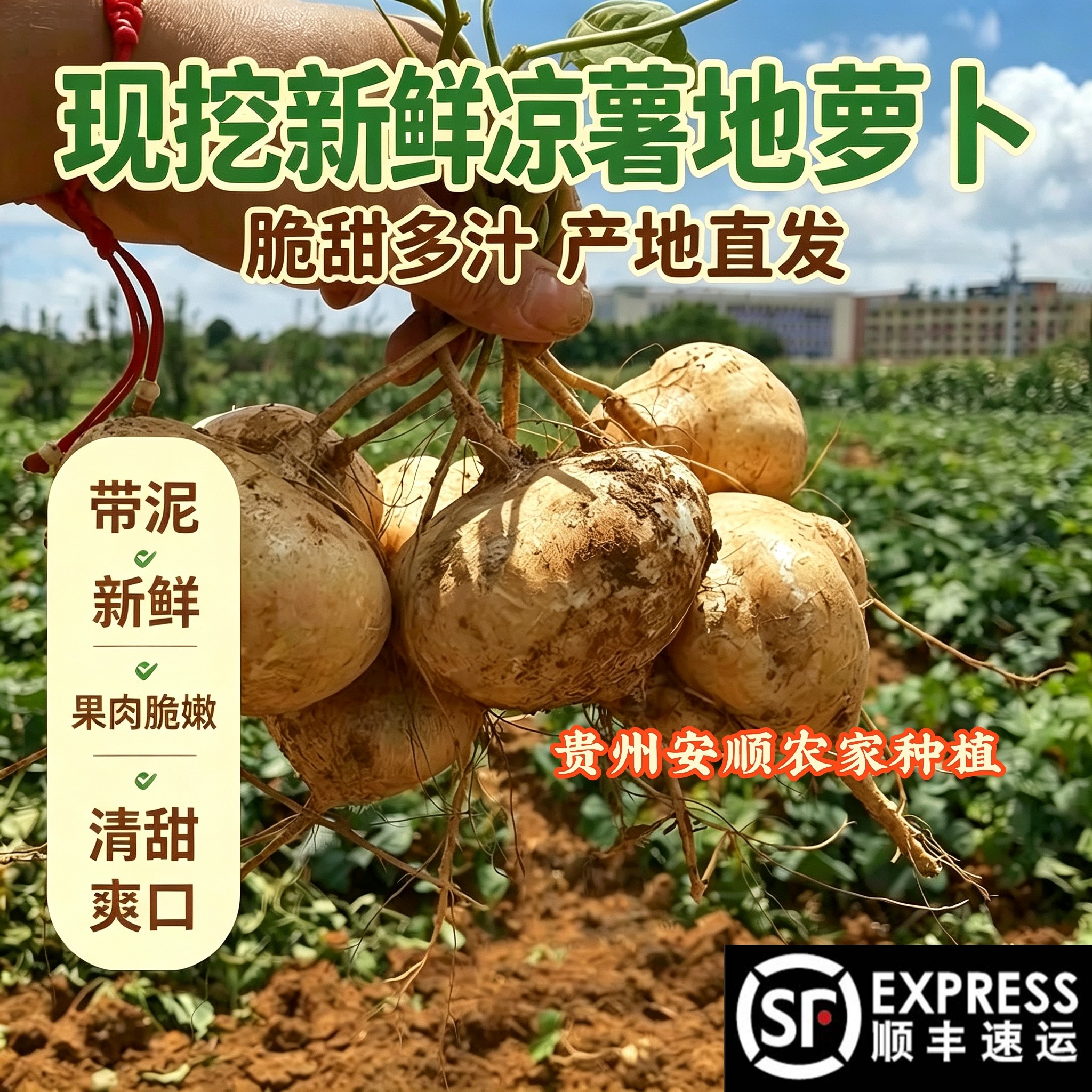 顺丰包邮贵州安顺新鲜现挖凉薯
