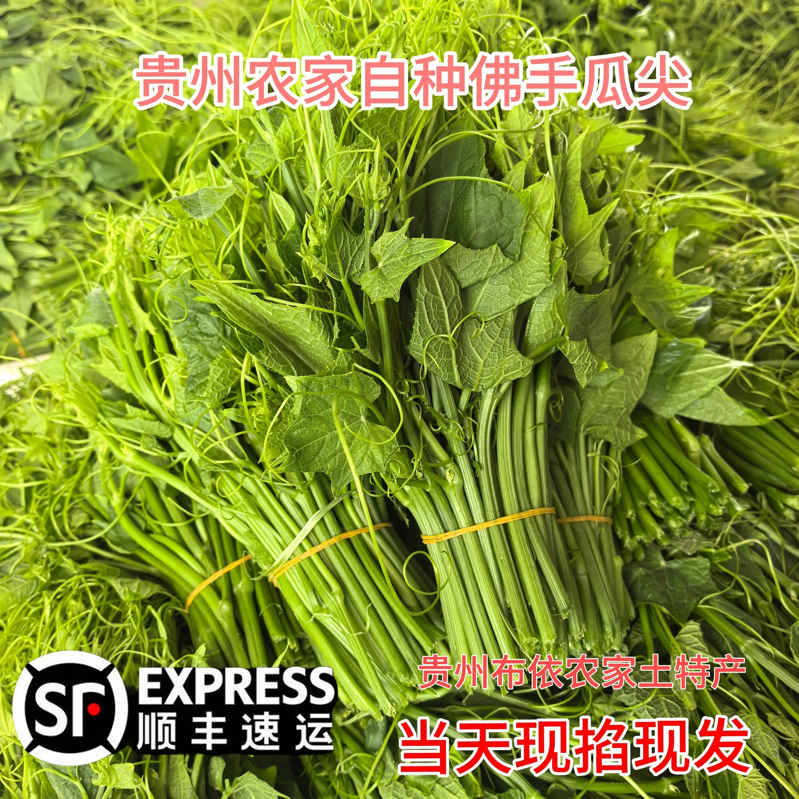 贵州特产新鲜龙须菜顺丰包邮