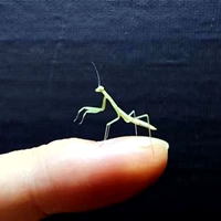 Купить 2 из 1 л 1 см в большом ноже