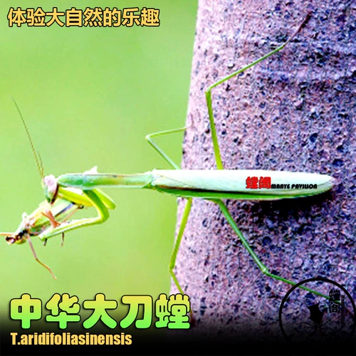 Бесплатная доставка место китайское большое нож молитва, живые личинки, домашние животные домашние животные животные живые богодовые