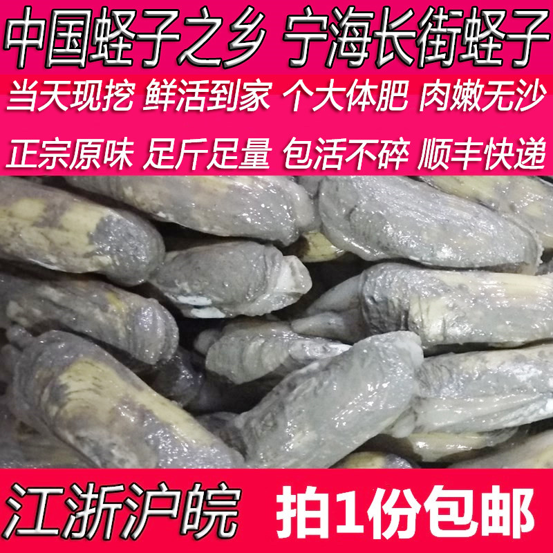 宁海特产长街蛏子贝类带泥海鲜鲜活水产淘宝吃货野生无沙农产品