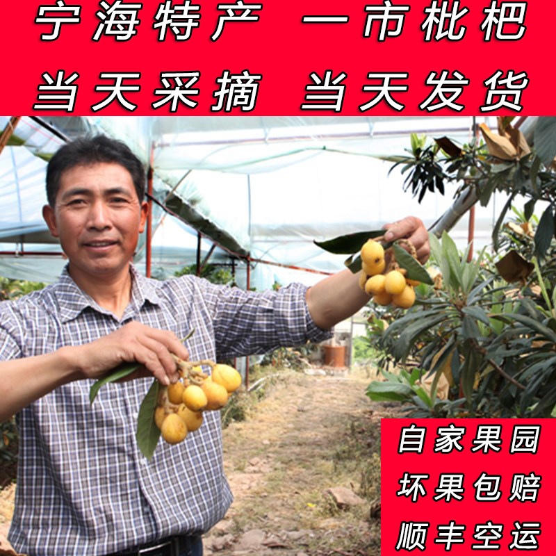 宁海特产一市白枇杷水果新鲜当季时整箱时令孕妇5斤礼盒顺丰包邮