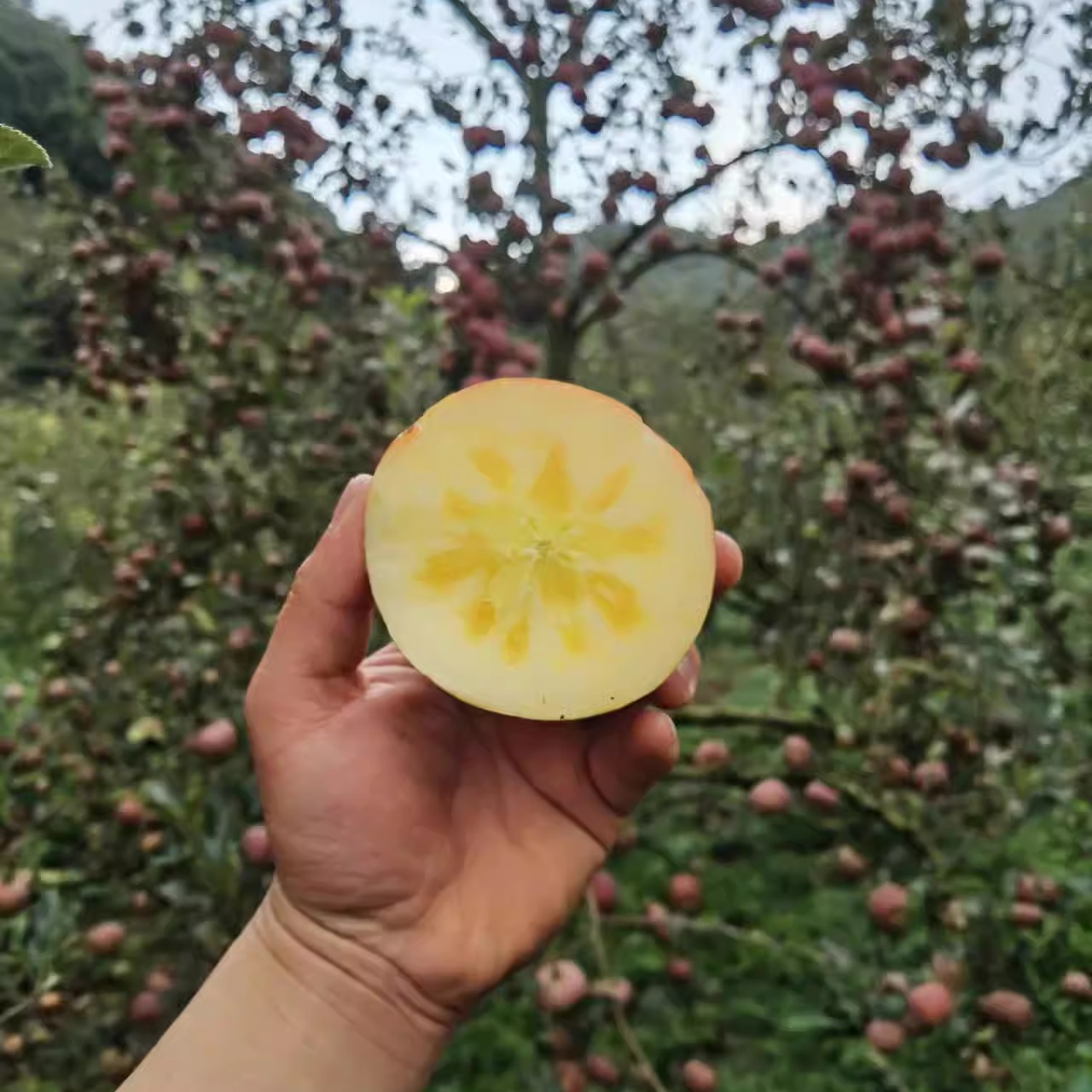 云南蒙自西北勒苹果冰糖心