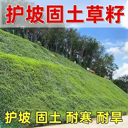 草坪草籽边坡复绿宽叶草狗牙根黑麦草净籽耐旱耐热耐寒护坡固土