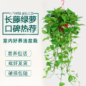 长藤大叶绿萝盆栽室内客厅家用新房植物花卉水培绿植垂吊兰大绿箩