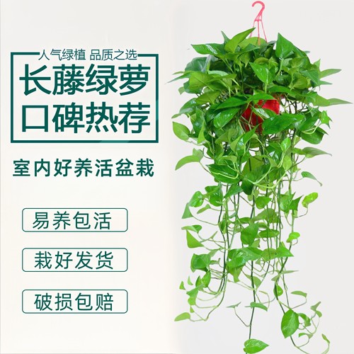 绿萝盆栽室内客厅净化空气特优惠