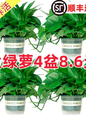 绿萝盆栽室内植物新房家用净化空气水培绿植花卉长藤垂吊大叶绿萝